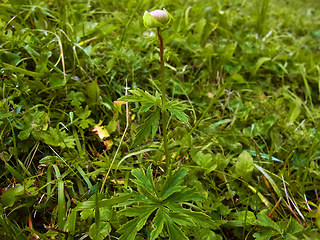 Trollius europaeus