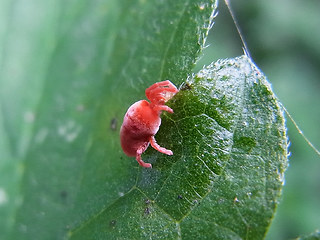 Trombidium holosericeum