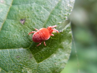 Trombidium holosericeum