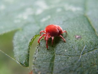 Trombidium holosericeum