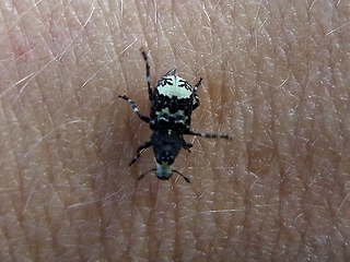 Tropideres albirostris