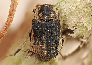 Trox scaber