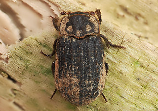 Trox scaber