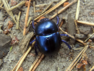 Trypocopris vernalis