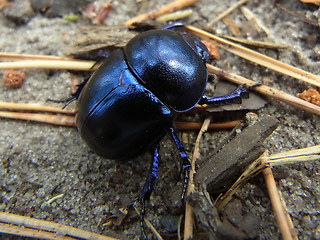 Trypocopris vernalis