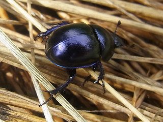 Trypocopris vernalis