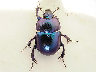 Trypocopris vernalis