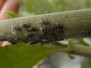 Tuberolachnus salignus