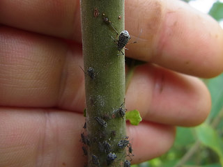 Tuberolachnus salignus