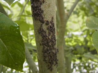 Tuberolachnus salignus