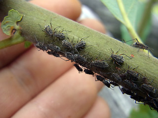Tuberolachnus salignus