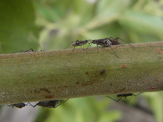 Tuberolachnus salignus