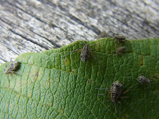 Tuberolachnus salignus
