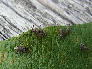 Tuberolachnus salignus