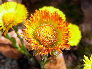 Tussilago farfara