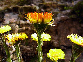 Tussilago farfara