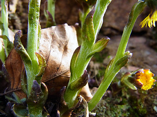 Tussilago farfara