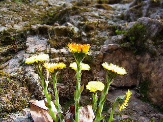 Tussilago farfara