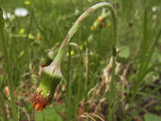 Tussilago farfara