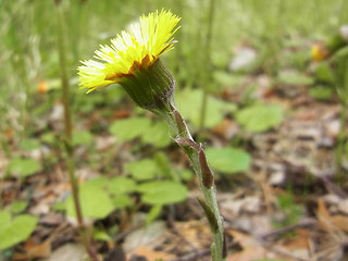 Tussilago farfara