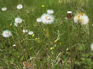 Tussilago farfara