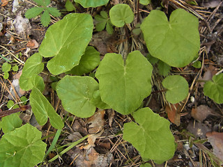 Tussilago farfara