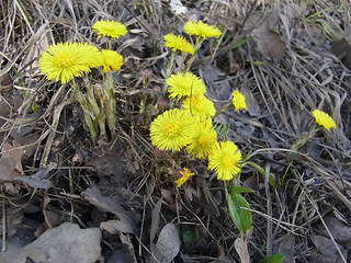 Tussilago farfara