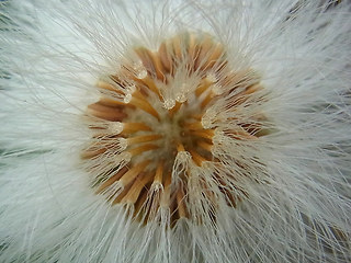 Tussilago farfara