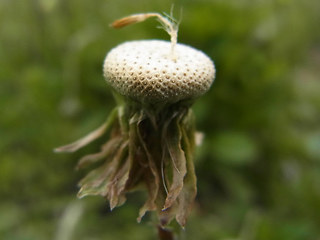 Tussilago farfara