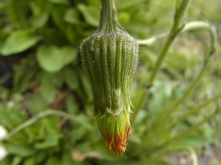 Tussilago farfara