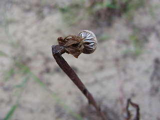 Tussilago farfara