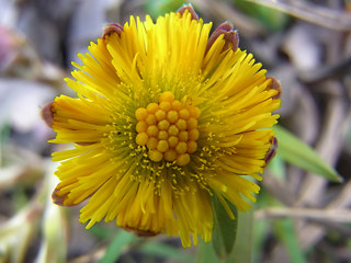 Tussilago farfara