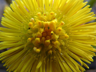 Tussilago farfara