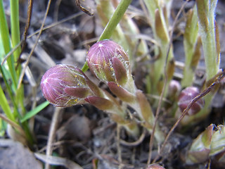 Tussilago farfara