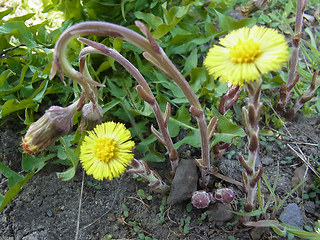 Tussilago farfara