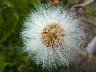 Tussilago farfara