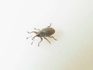 Tychius breviusculus