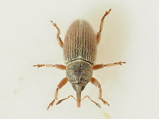 Tychius breviusculus