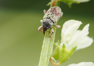 Tychius meliloti