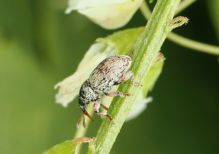 Tychius meliloti