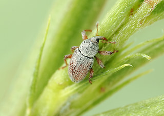 Tychius meliloti