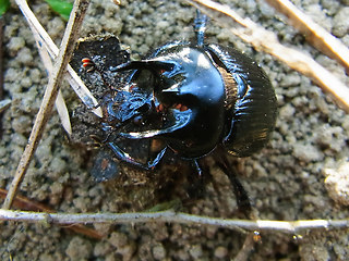 Typhaeus typhoeus
