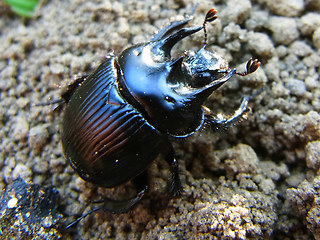 Typhaeus typhoeus