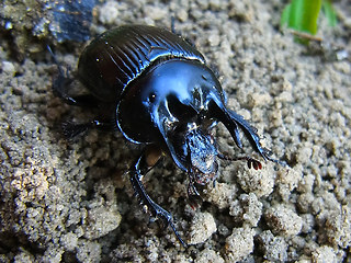 Typhaeus typhoeus