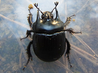 Typhaeus typhoeus