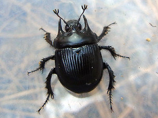 Typhaeus typhoeus