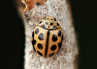 Tytthaspis sedecimpunctata