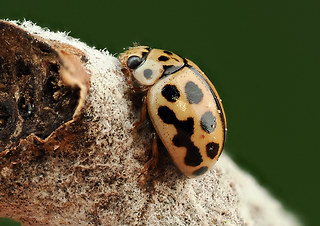 Tytthaspis sedecimpunctata