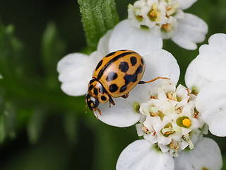 Tytthaspis sedecimpunctata