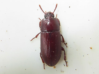 Uloma culinaris